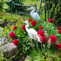  REIHER PÄRCHEN Zwei im Glück 