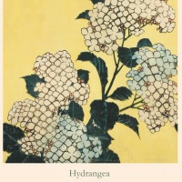  OHARA KOSON PLAKAT Hydrangea 50 x 70 cm