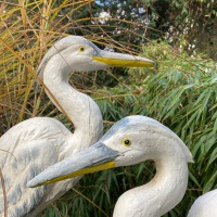  REIHER PÄRCHEN Zwei im Glück 