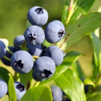  Brosche Botanica - Blueberry