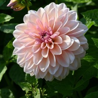  Maria Flor Bowl Dahlia