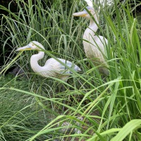  REIHER PÄRCHEN Zwei im Glück 