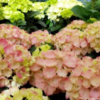  Armband Botanica - Hydrangea