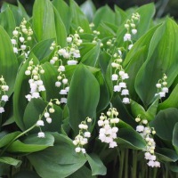  Brosche Botanica - Majalis