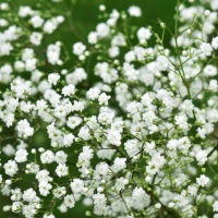  Brosche Botanica - Gypsophila