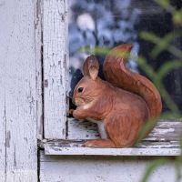  Eichhörnchen Squirrel