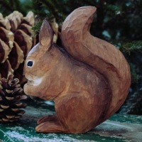  Eichhörnchen Squirrel