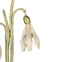  BROSCHE BOTANICA Schneeglöckchen