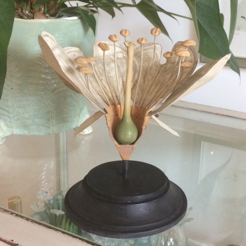  Flora Botanica No5