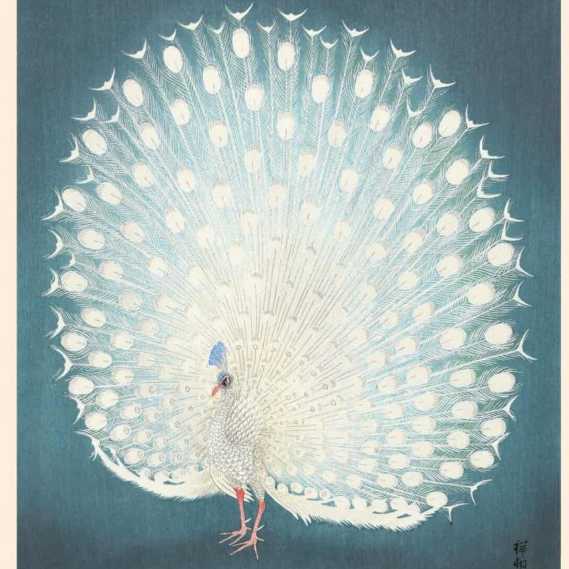  OHARA KOSON PLAKAT Pfau 30 x 40 cmcm