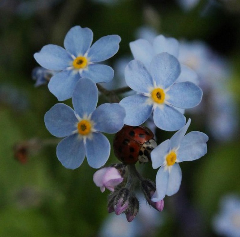  BOTANICA BROSCHE Vergißmeinnicht