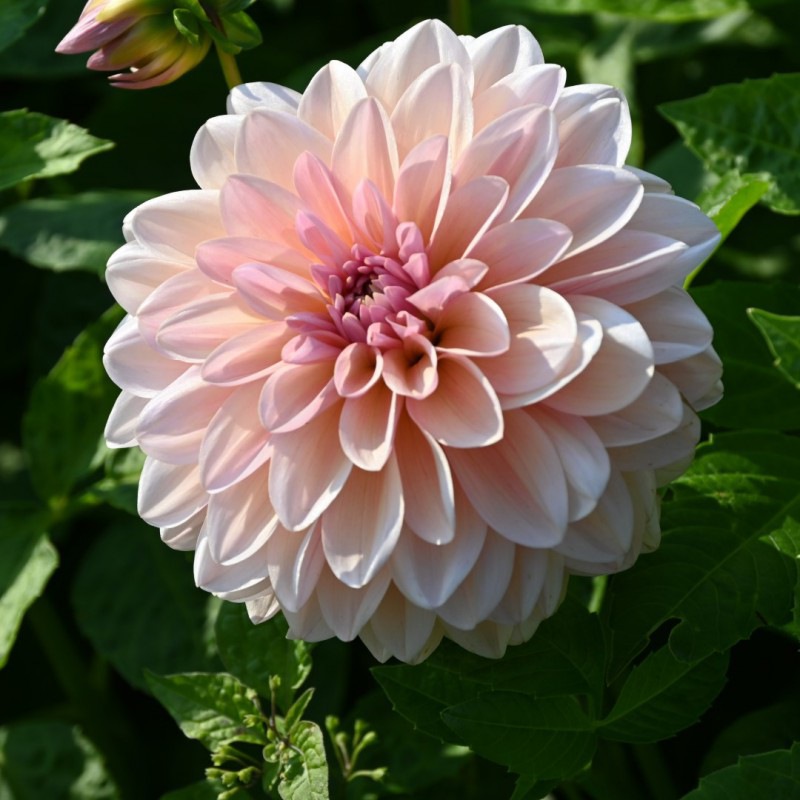  Maria Flor Teller Dahlia