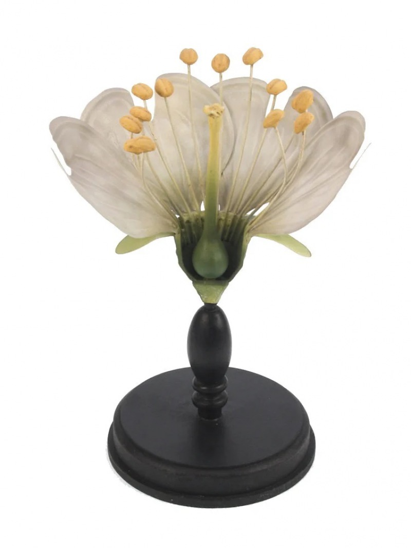  Flora Botanica No5