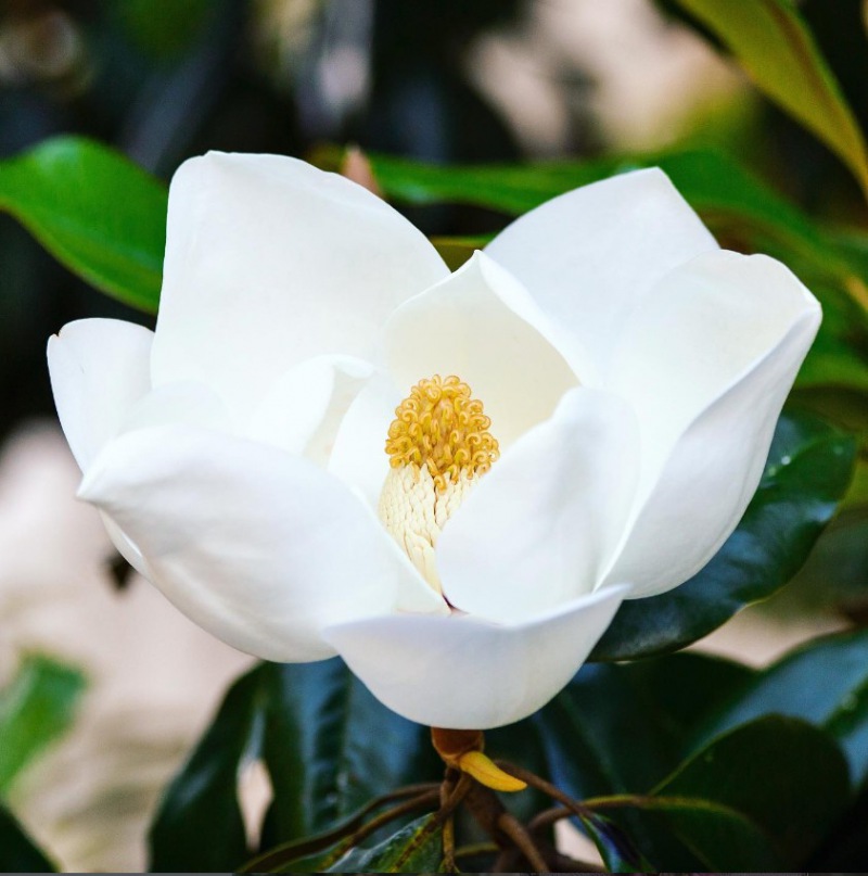  Michael Michaud Brosche Magnolie