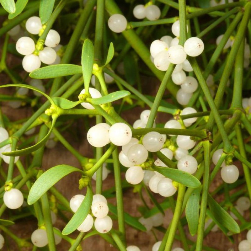  Brosche Botanica - Mistletoe