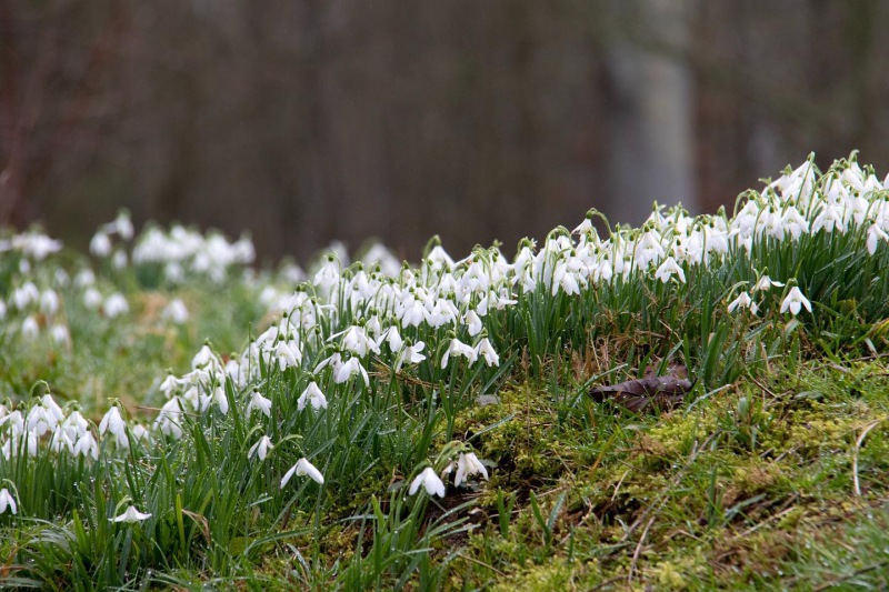  BROSCHE BOTANICA Schneeglöckchen