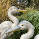  REIHER PÄRCHEN Zwei im Glück 