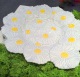  Platte Daisy