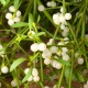  Brosche Botanica - Mistletoe