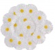  Platte Daisy