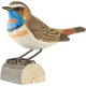  Holzvogel Blaukehlchen