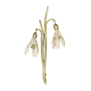 BROSCHE BOTANICA Schneegl&ouml;ckchen